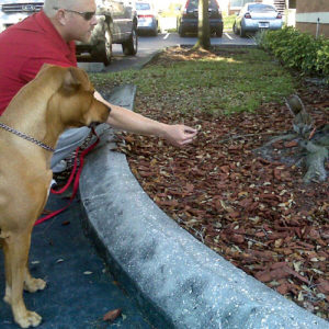 Dog Training in Tampa | All American Dog Training Academy